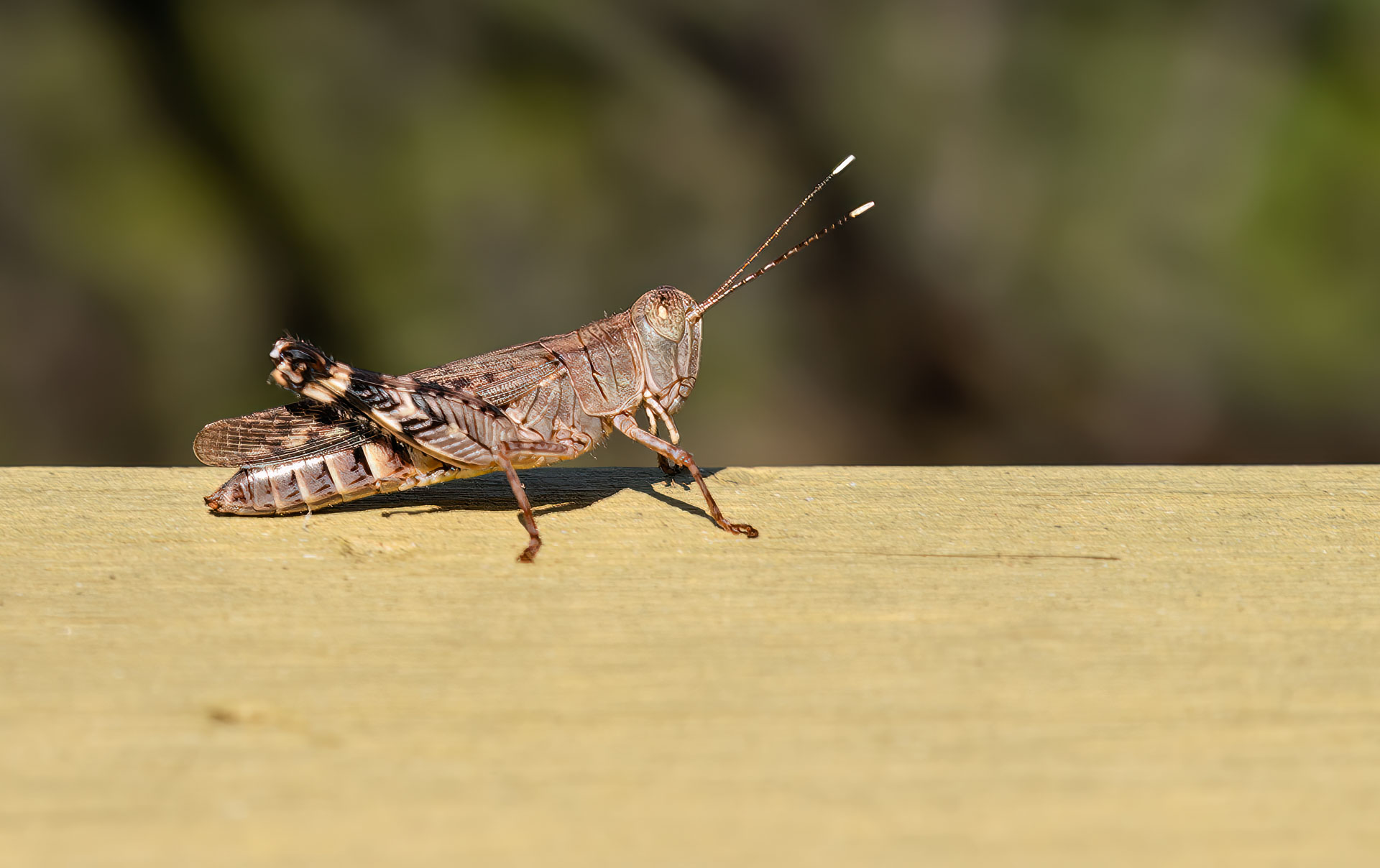 Litchfield National Park - Tolmer Wasserfälle
